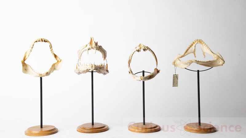 Mounted Fish Jaws